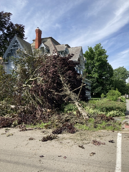June 14, 2022, the section of the European Copper / Purple beech tree that broke away early in the morning, snapped the pine tree in half
