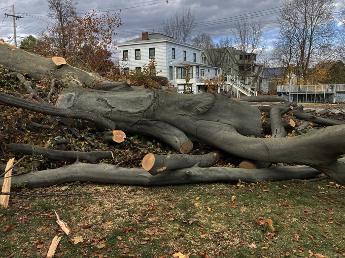 November 10, 2023, logs in the yard of 9 Athens street