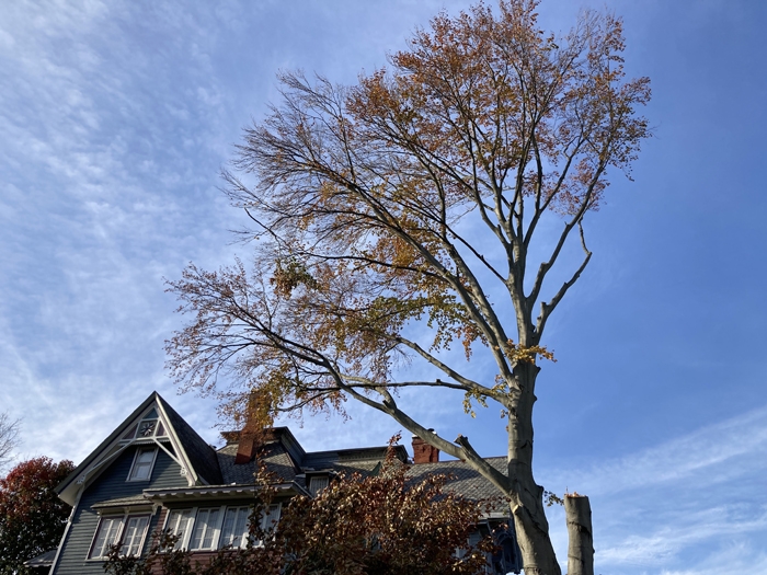 November 3, 2023, after second cutting, tree towers over the house